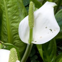 Asian Skunk Cabbage